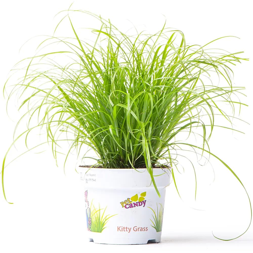 Iarba Matei, Menta Pisicii (Cyperus alternifolius), 30 cm, planta interior, pentru pisici, rezistenta