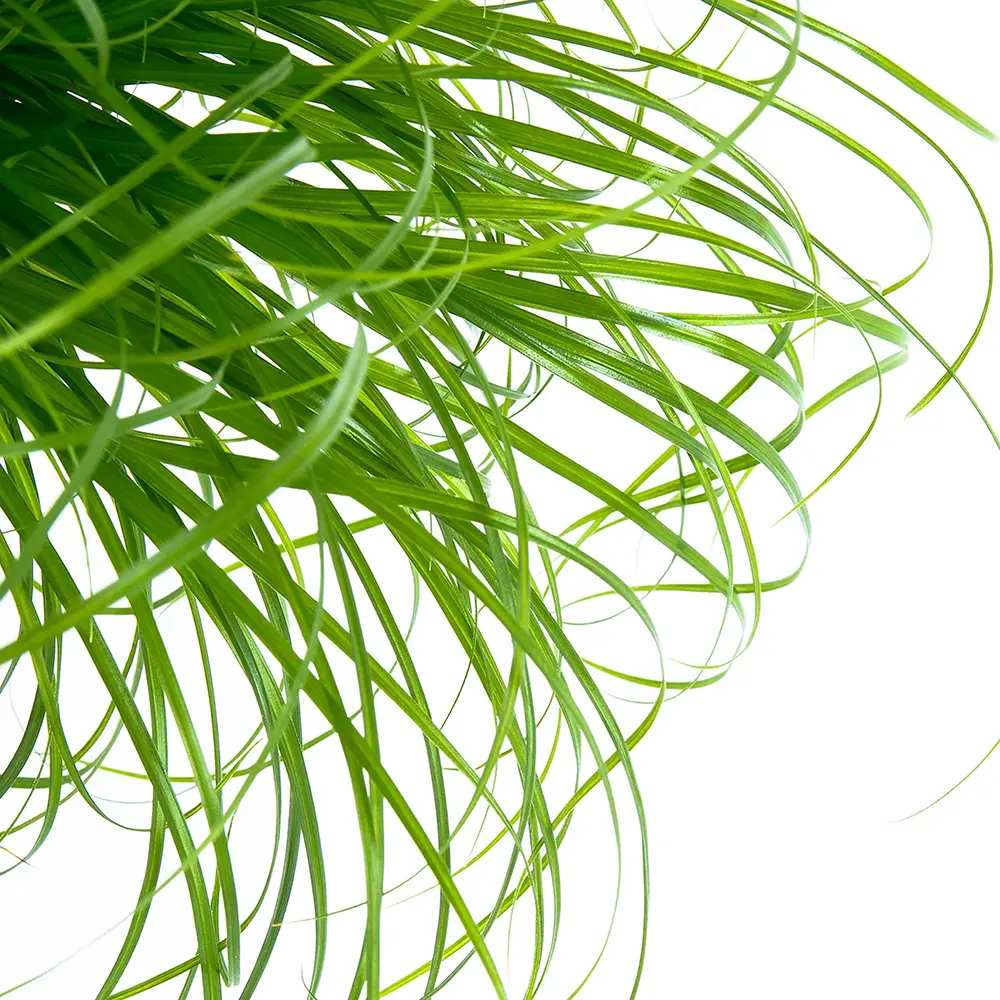 Iarba Matei, Menta Pisicii (Cyperus alternifolius), 30 cm, planta interior, pentru pisici, rezistenta