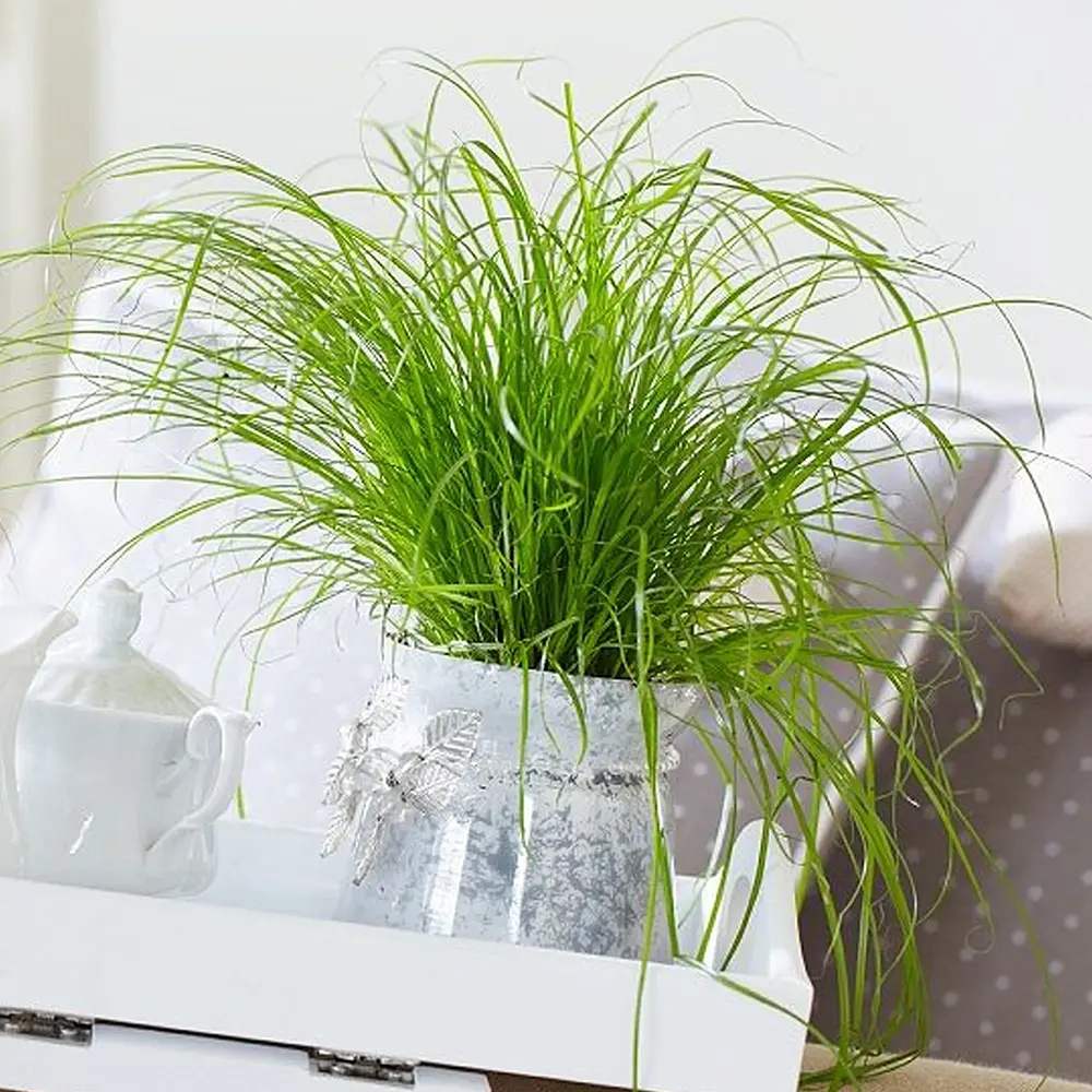 Iarba Matei, Menta Pisicii (Cyperus alternifolius), 30 cm, planta interior, pentru pisici, rezistenta