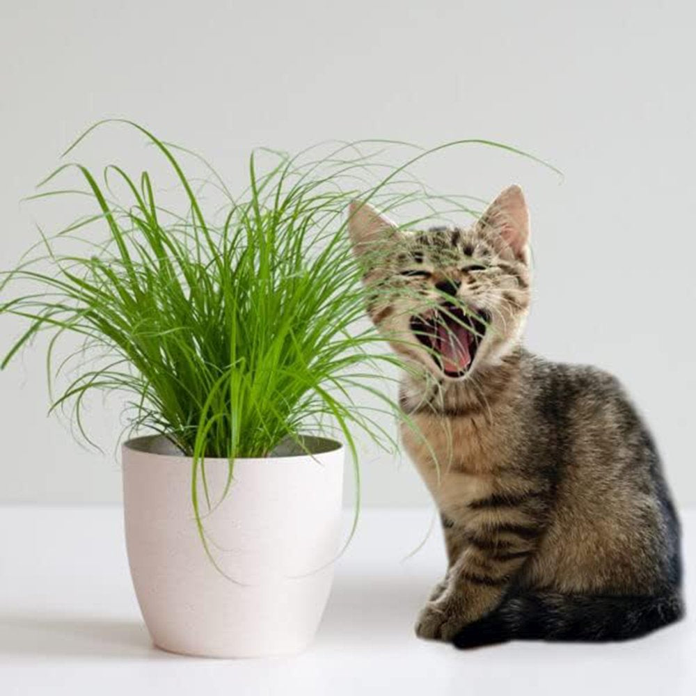 Iarba Matei, Menta Pisicii (Cyperus alternifolius), 30 cm, planta interior, pentru pisici, rezistenta