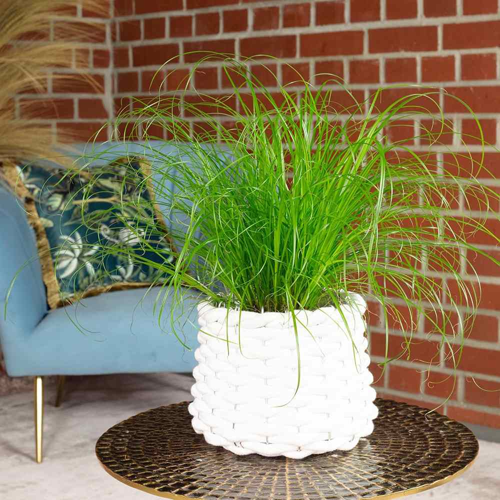 Iarba Matei, Menta Pisicii (Cyperus alternifolius), 30 cm, planta interior, pentru pisici, rezistenta