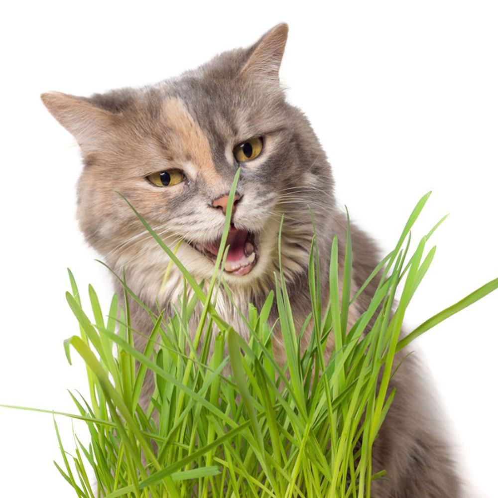 Iarba Matei, Menta Pisicii (Cyperus alternifolius), 30 cm, planta interior, pentru pisici, rezistenta