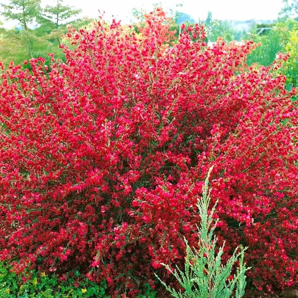 Maturica ornamentala (Cytisus) Boskoop Ruby, cu flori rosu rubiniu abundente, arbust decorativ rezistent la seceta pentru gradini insorite
