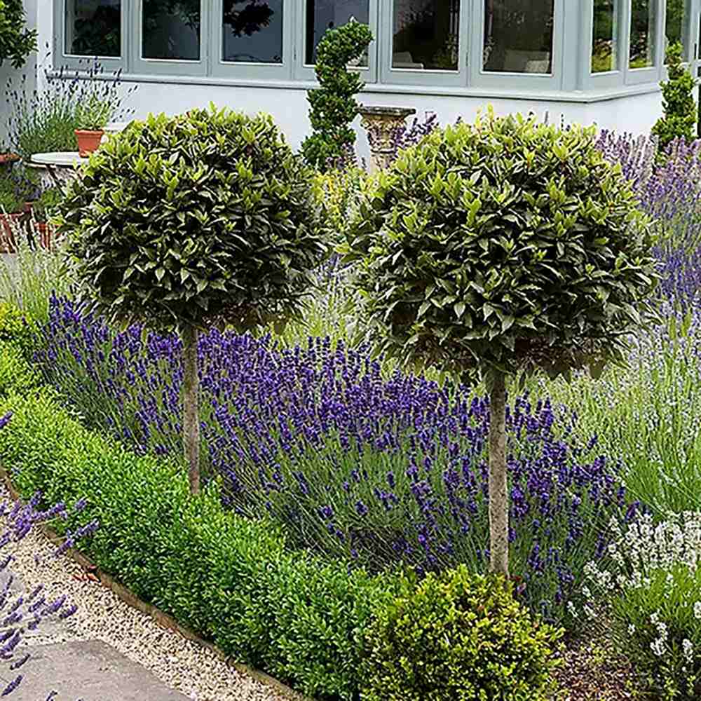 Dafin Comistibil, Laurus nobilis, copacel de dafin cu coroana sferica, frunze aromate si decor elegant