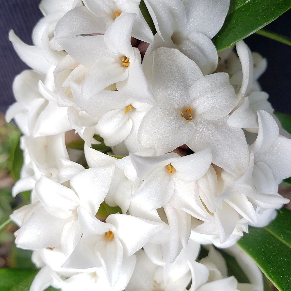Daphne Perfume Princess Alb, Printesa parfumului, cel mai parfumat arbust vesnic verde din lume, flori albe