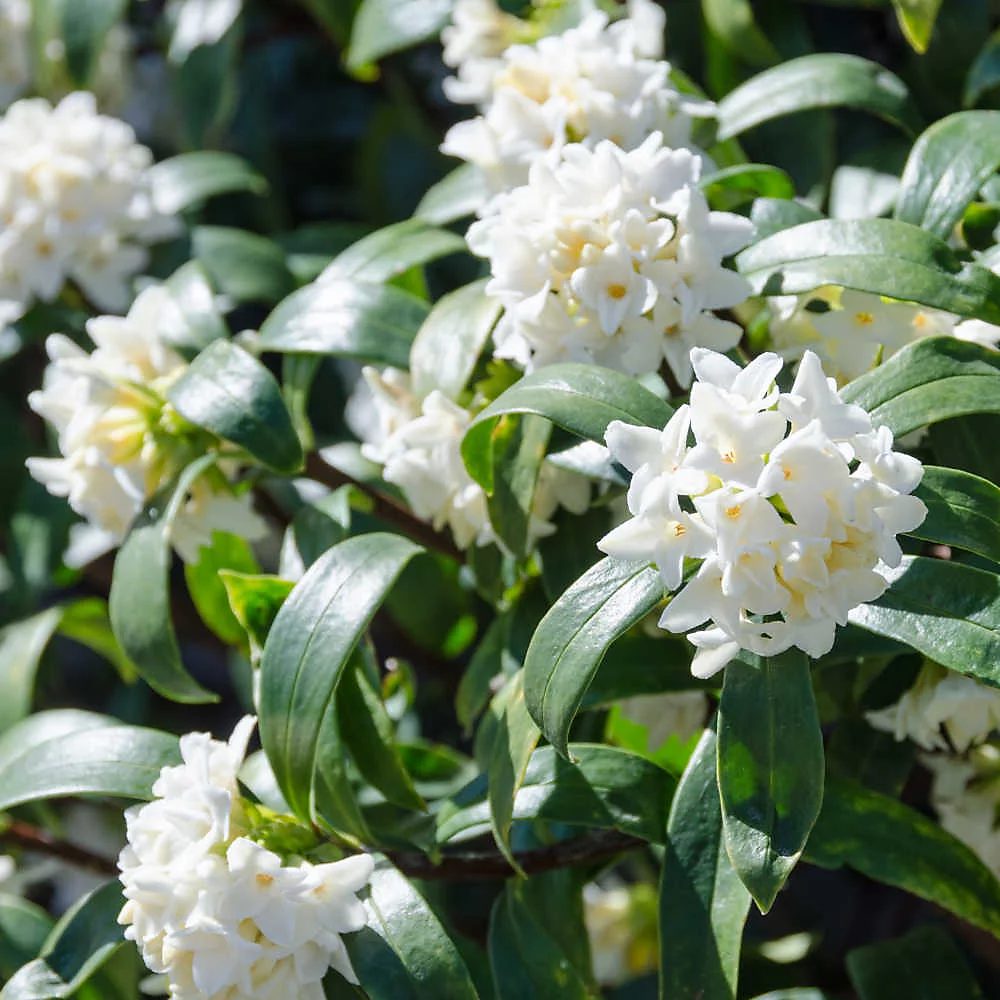 Daphne Perfume Princess Alb, Printesa parfumului, cel mai parfumat arbust vesnic verde din lume, flori albe