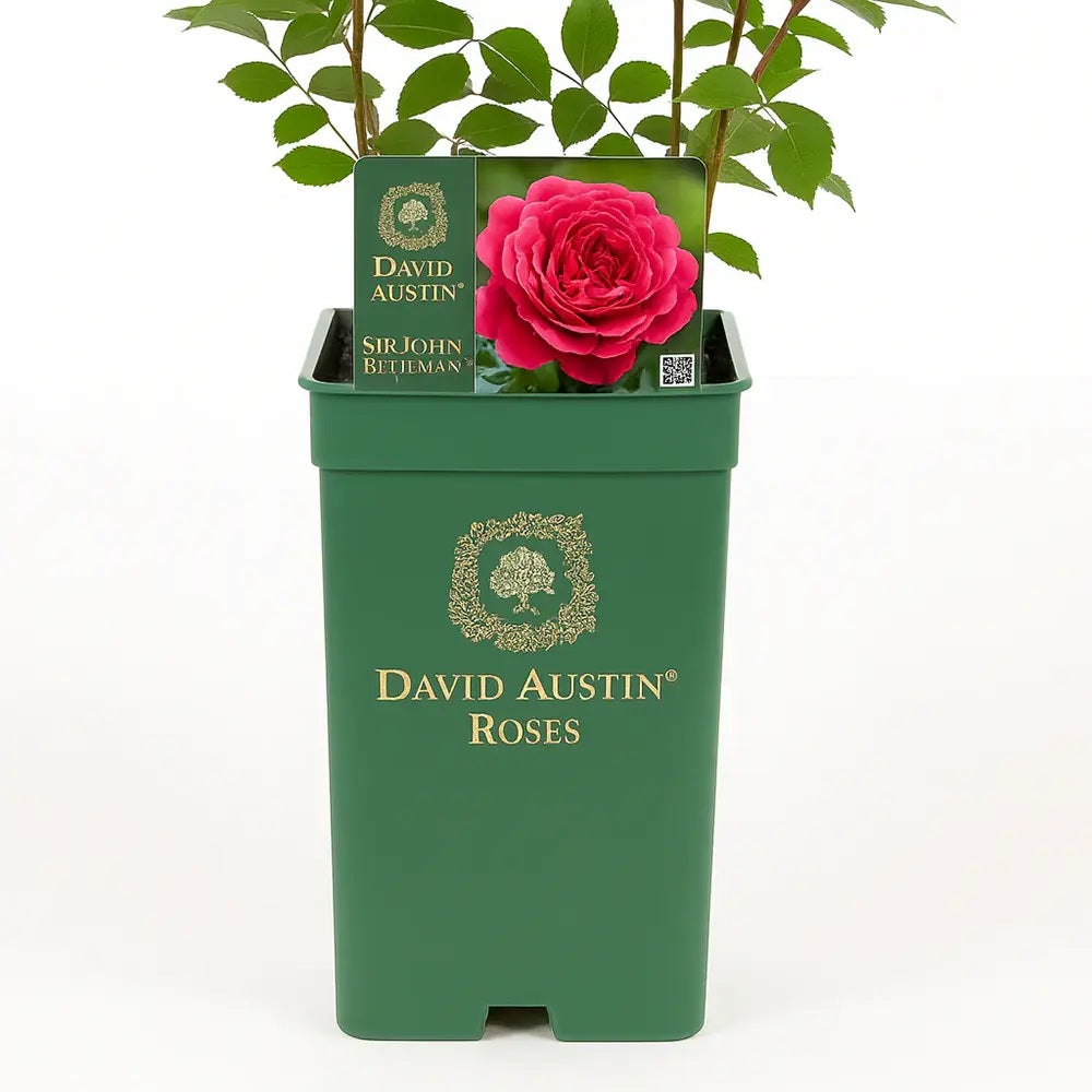 Trandafir englezesc David Austin Sir John Betjeman, flori roz intens, inflorire continua, parfum puternic