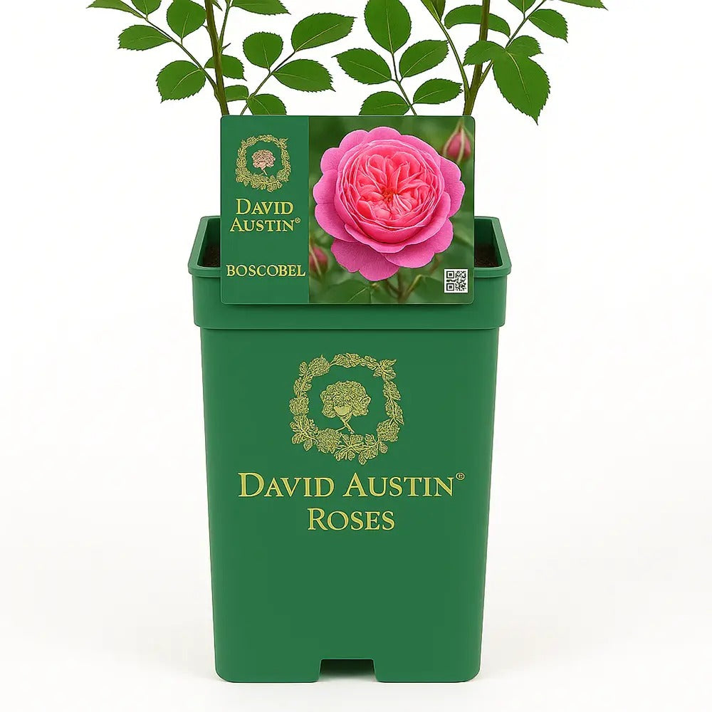 Trandafir englezesc David Austin Boscobel - trandafir romantic cu flori duble roz somon, parfumat, inflorire repetata