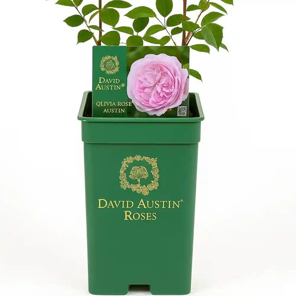 Trandafir englezesc David Austin Olivia Rose Austin® - trandafir roz delicat, flori duble, parfum intens, inflorire repetata