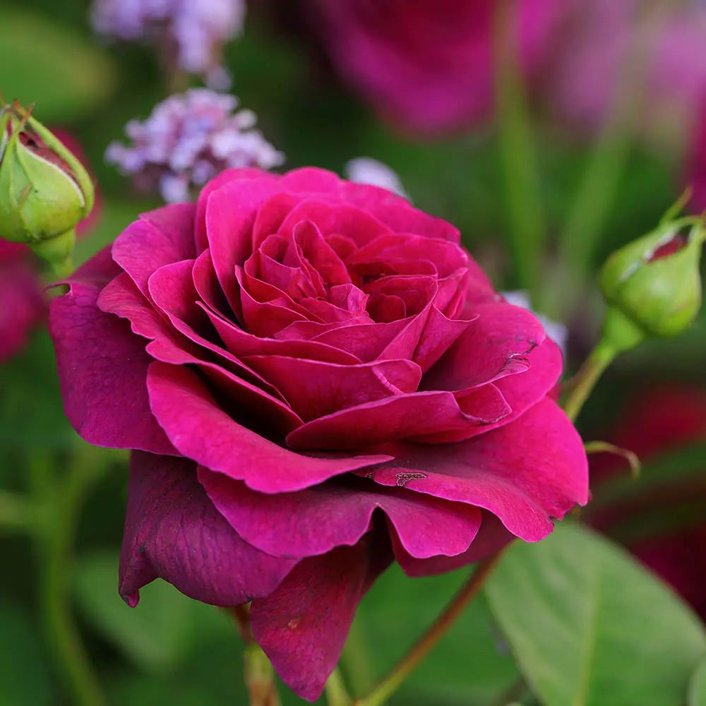 Trandafir Teahibrid roz-violet Deep Secret, cu parfum intens, inflorire repetata si multiplu premiat