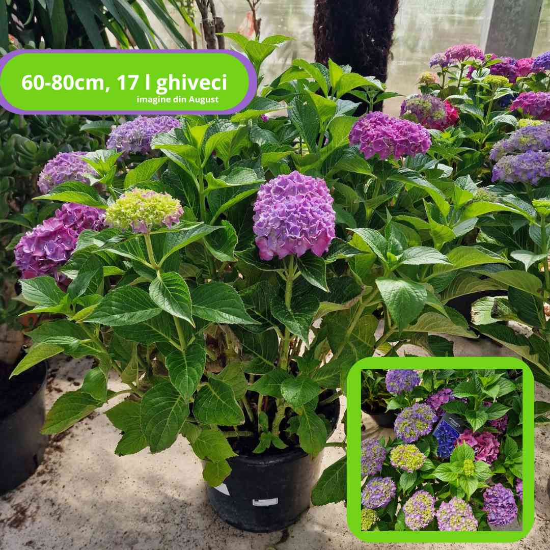 Hortensia de gradina Deep Purple Dance, cu flori mov