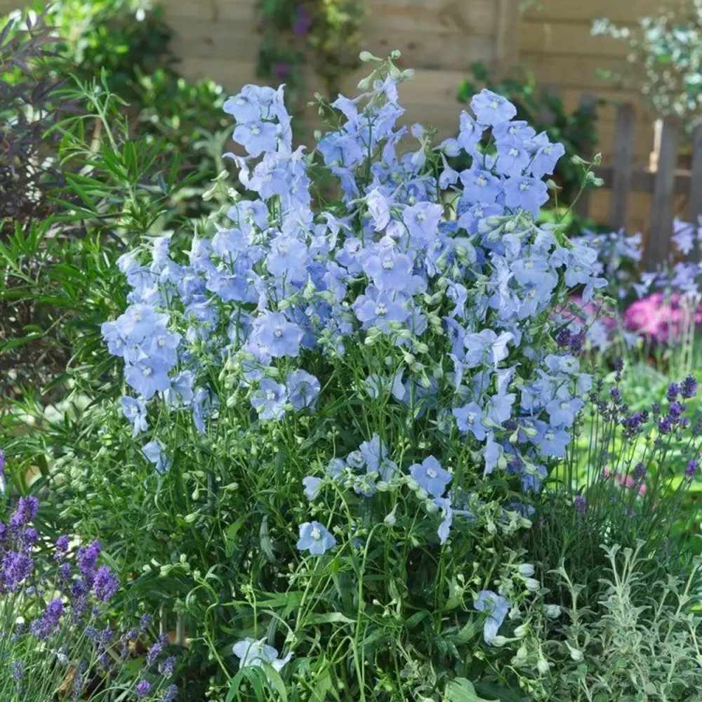 Nemtisor (Delphinium) Ballkleid, planta perena cu flori bleu deschis pe tije inalte, delphinium decorativ pentru gradina insorita
