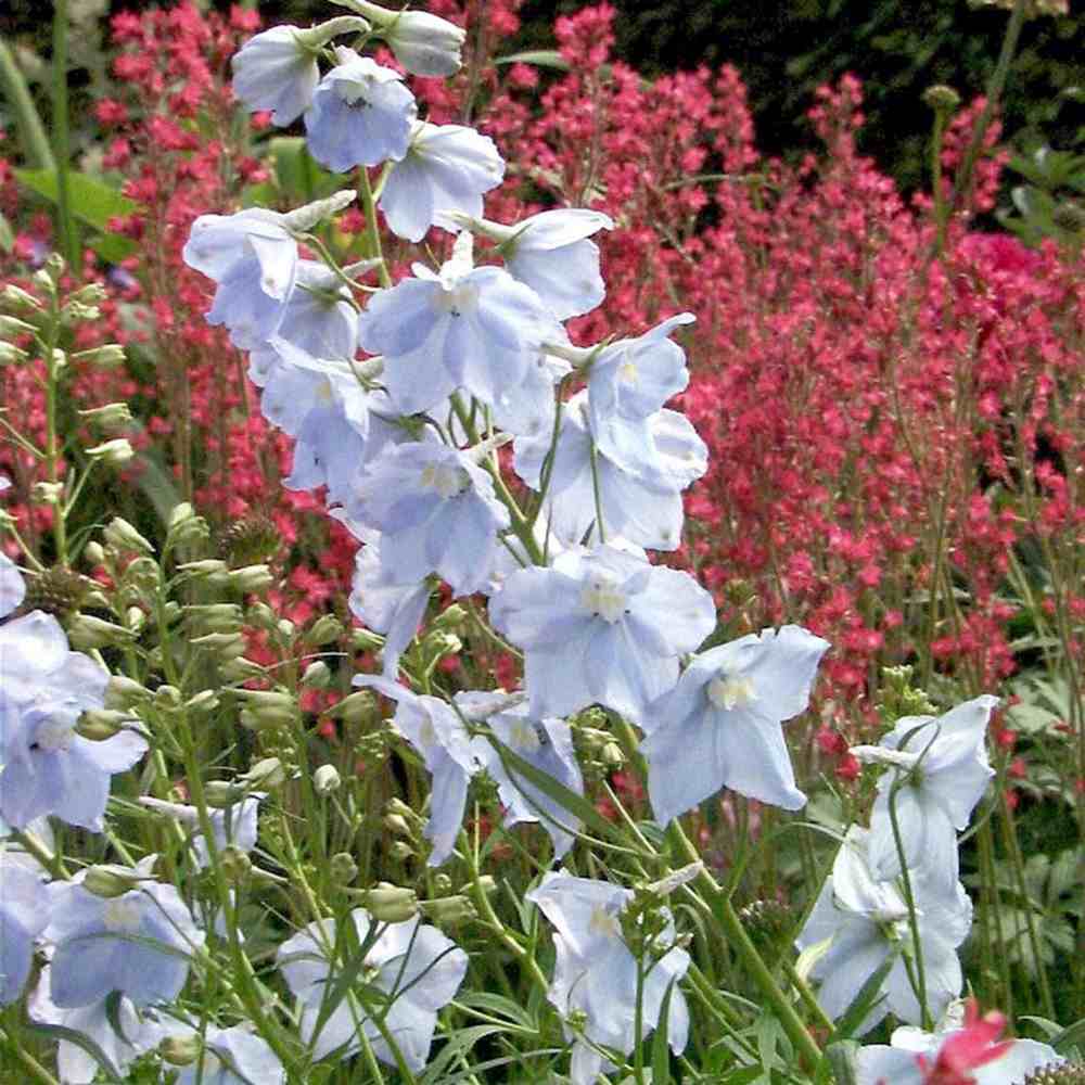 Nemtisor (Delphinium) Ballkleid, planta perena cu flori bleu deschis pe tije inalte, delphinium decorativ pentru gradina insorita