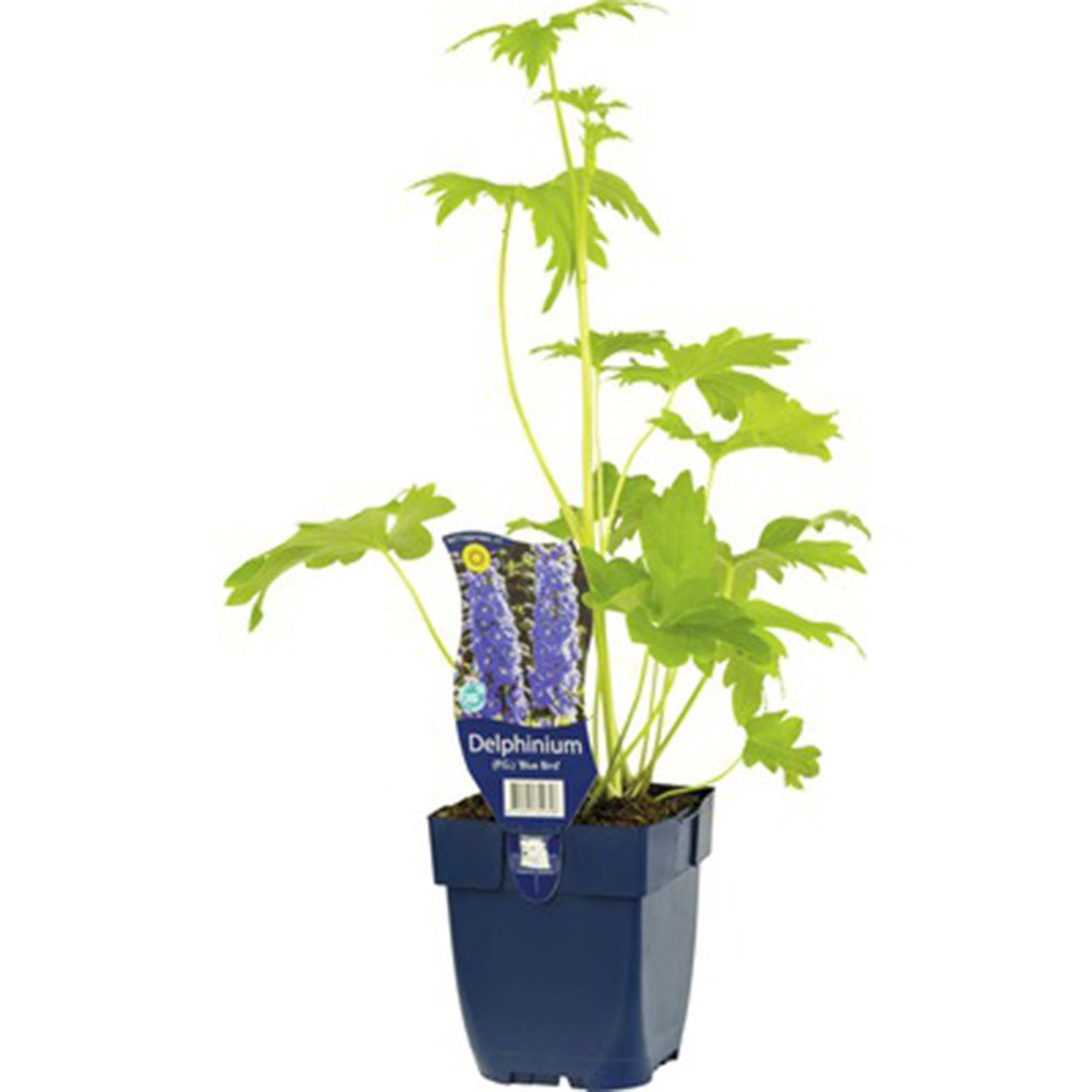 Nemtisor (Delphinium) Black Knight, Nemtisor (Delphinium) Black Knight, planta perena cu flori albastru pe tije inalte, violet inchis intens, delphinium inalt decorativ pentru gradina insorita