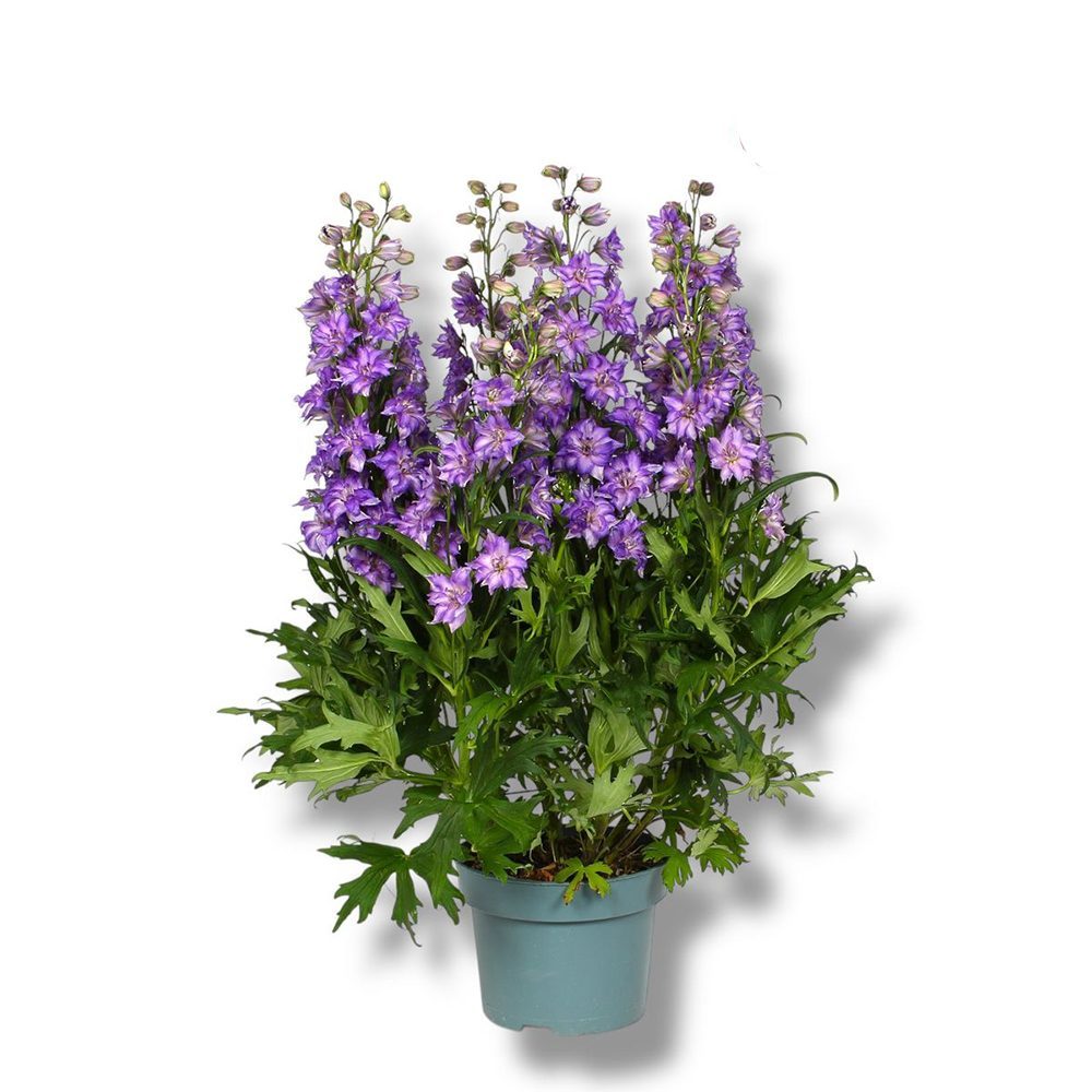Nemtisor (Delphinium) Delgenius Breezin, tije verticale cu flori duble bleu-lavanda, inflorire abundenta, rezistenta sporita, compacta