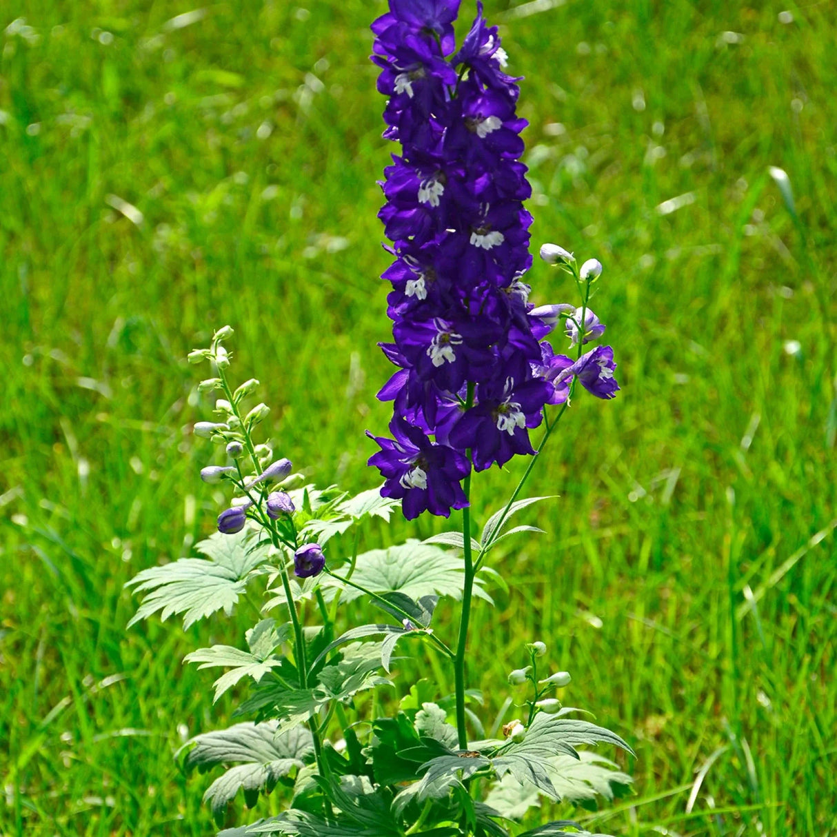 Delphinium Pacific Giant Magic Fountain, planta perena cu tija inalta, flori albastre-mov