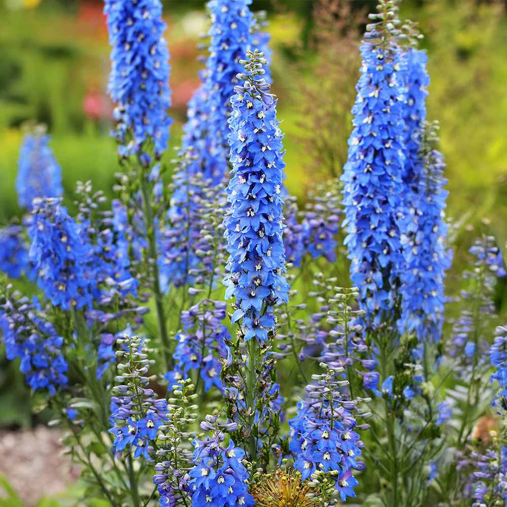 Nemtisor (Delphinium) Summer Skies, flori albastru deschis, planta perena inalta, rezistenta la ger