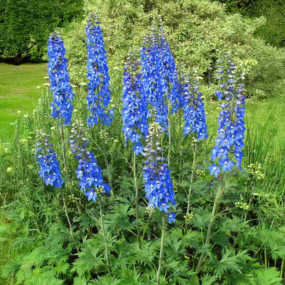 Nemtisor (Delphinium) Summer Skies, flori albastru deschis, planta perena inalta, rezistenta la ger