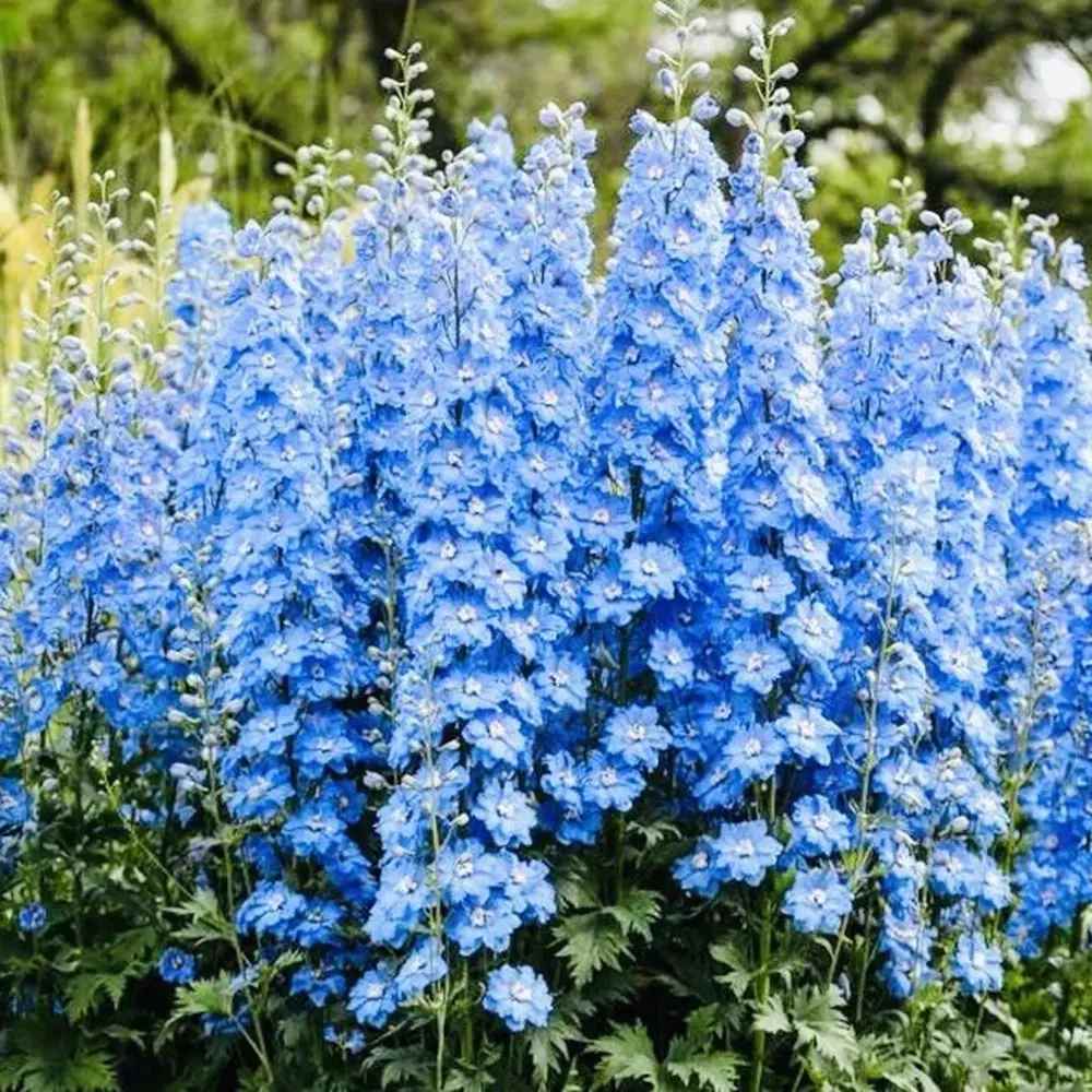 Nemtisor (Delphinium) Summer Skies, flori albastru deschis, planta perena inalta, rezistenta la ger