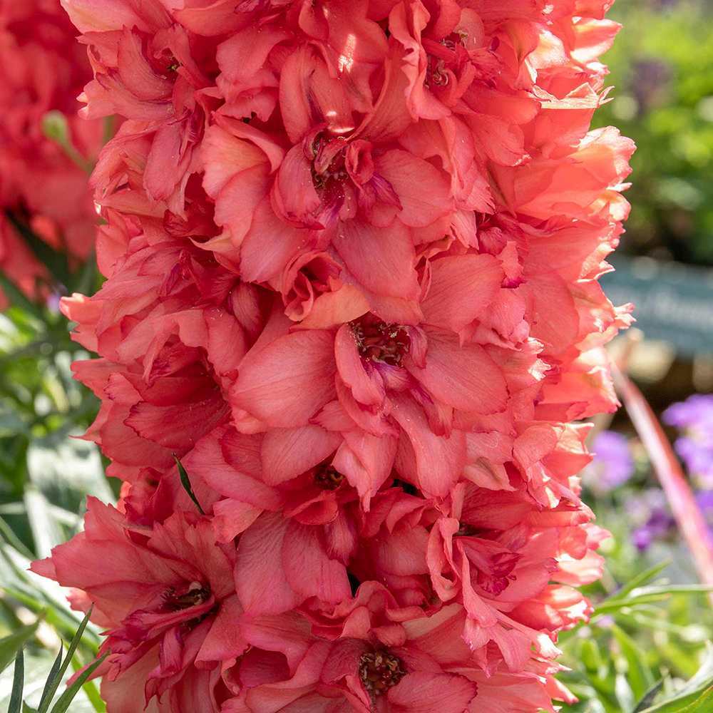 Nemtisor (Delphinium) Delgenius Red Lark, tije verticale cu flori duble rosu-coral, inflorire abundenta, rezistenta sporita, compacta