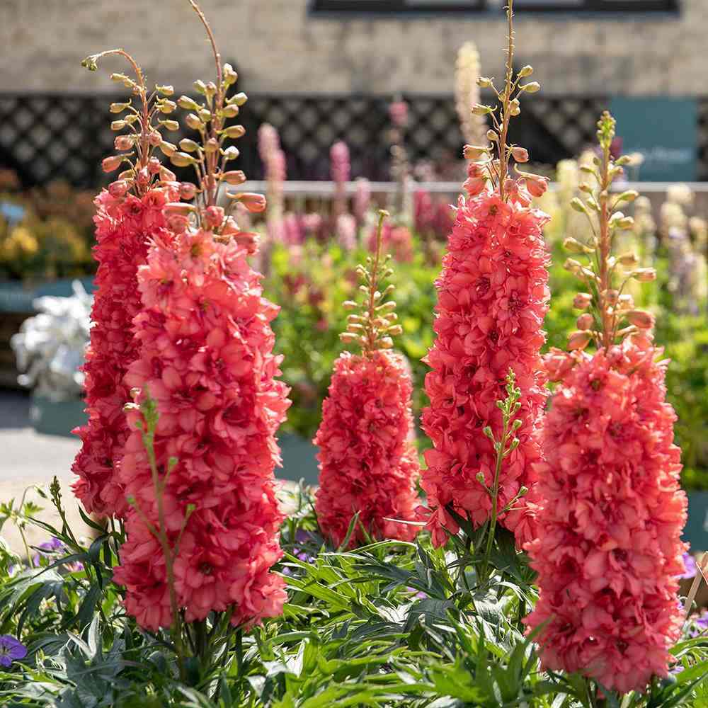 Nemtisor (Delphinium) Delgenius Red Lark, tije verticale cu flori duble rosu-coral, inflorire abundenta, rezistenta sporita, compacta