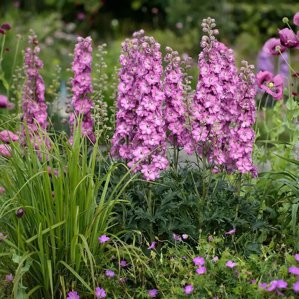 Nemtisor (Delphinium) Delgenius Chantay, tije verticale cu flori duble roz pastel, inflorire abundenta, rezistenta sporita, compacta