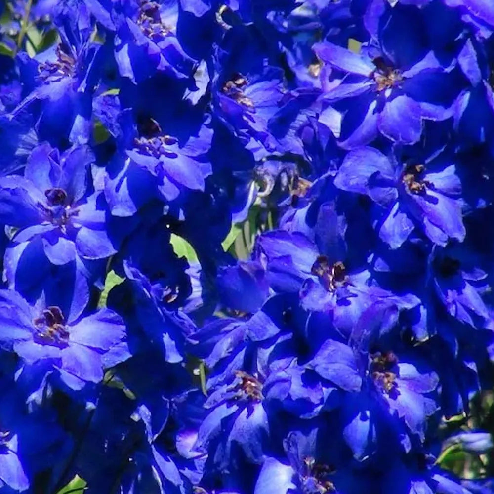 Nemtisor (Delphinium) Faust, planta perena cu flori albastru inchis pe tije inalte, decorativ pentru gradina insorita