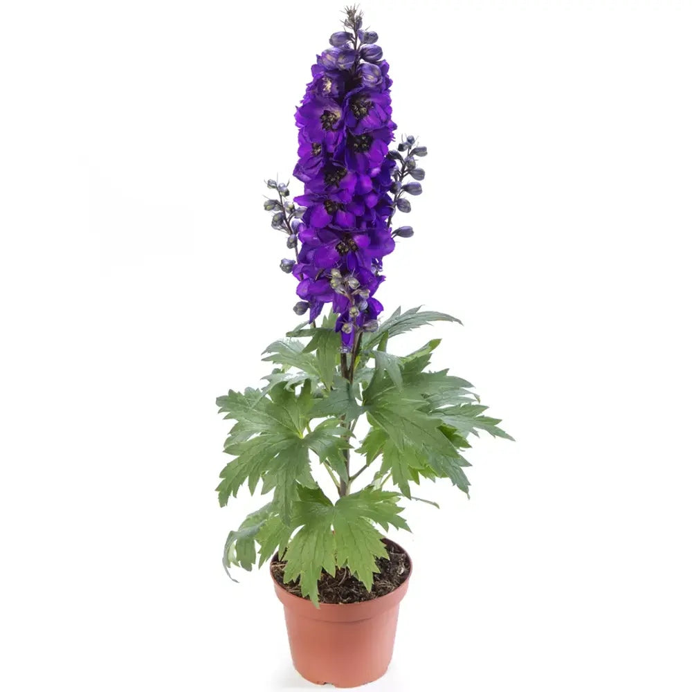 Nemtisor (Delphinium) Magic Fountains Darkblue Darkbee, planta perena cu flori albastre