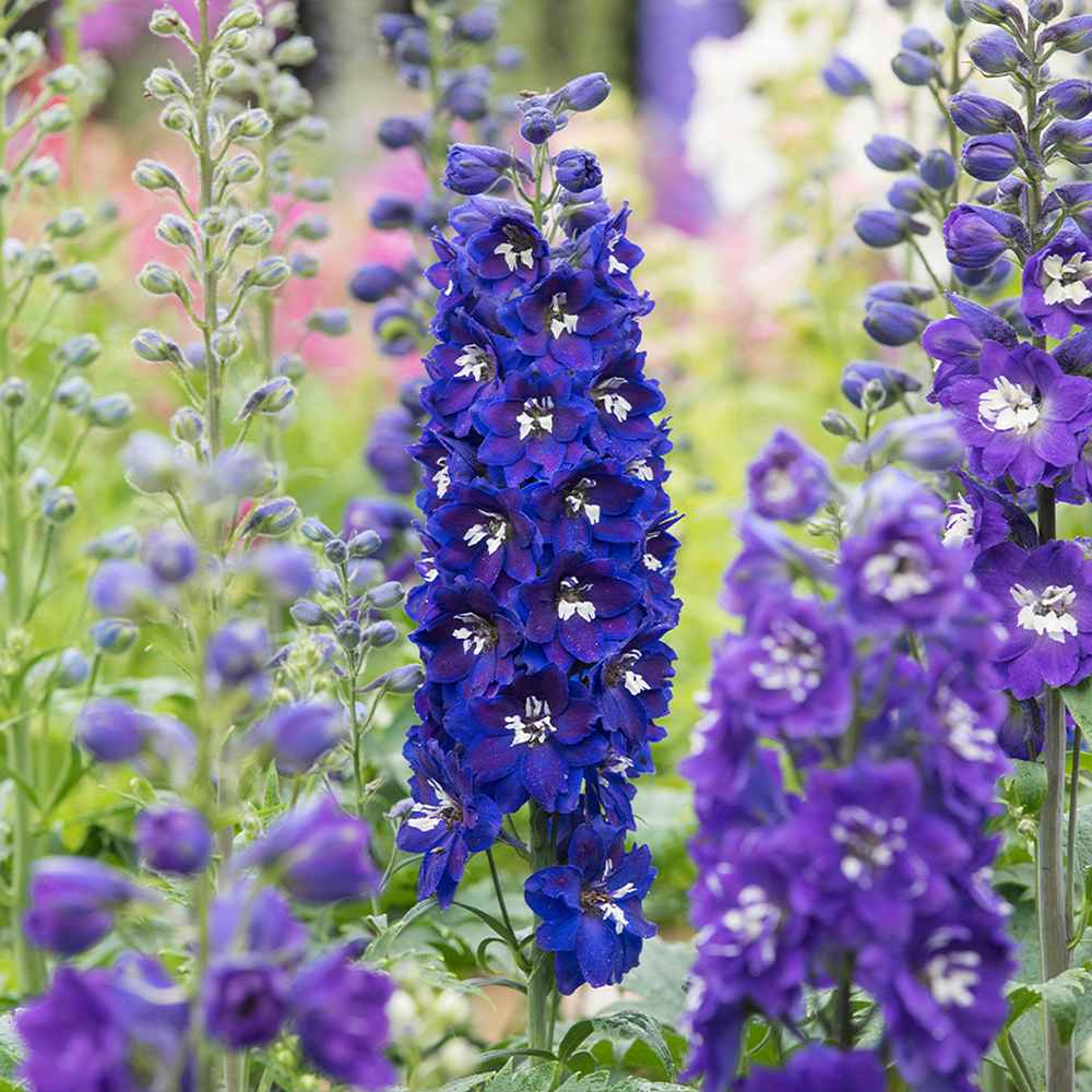 Nemtisor (Delphinium) Magic Fountains Darkblue Darkbee, planta perena cu flori albastre