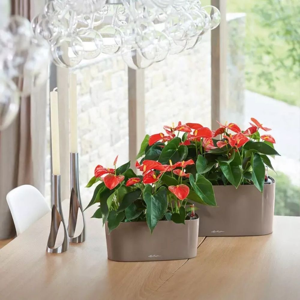 Ghiveci Auto-Irigant Lechuza Delta 10, 2 l, bej lucios, sistem de autoirigare, insert detasabil, strat de drenaj