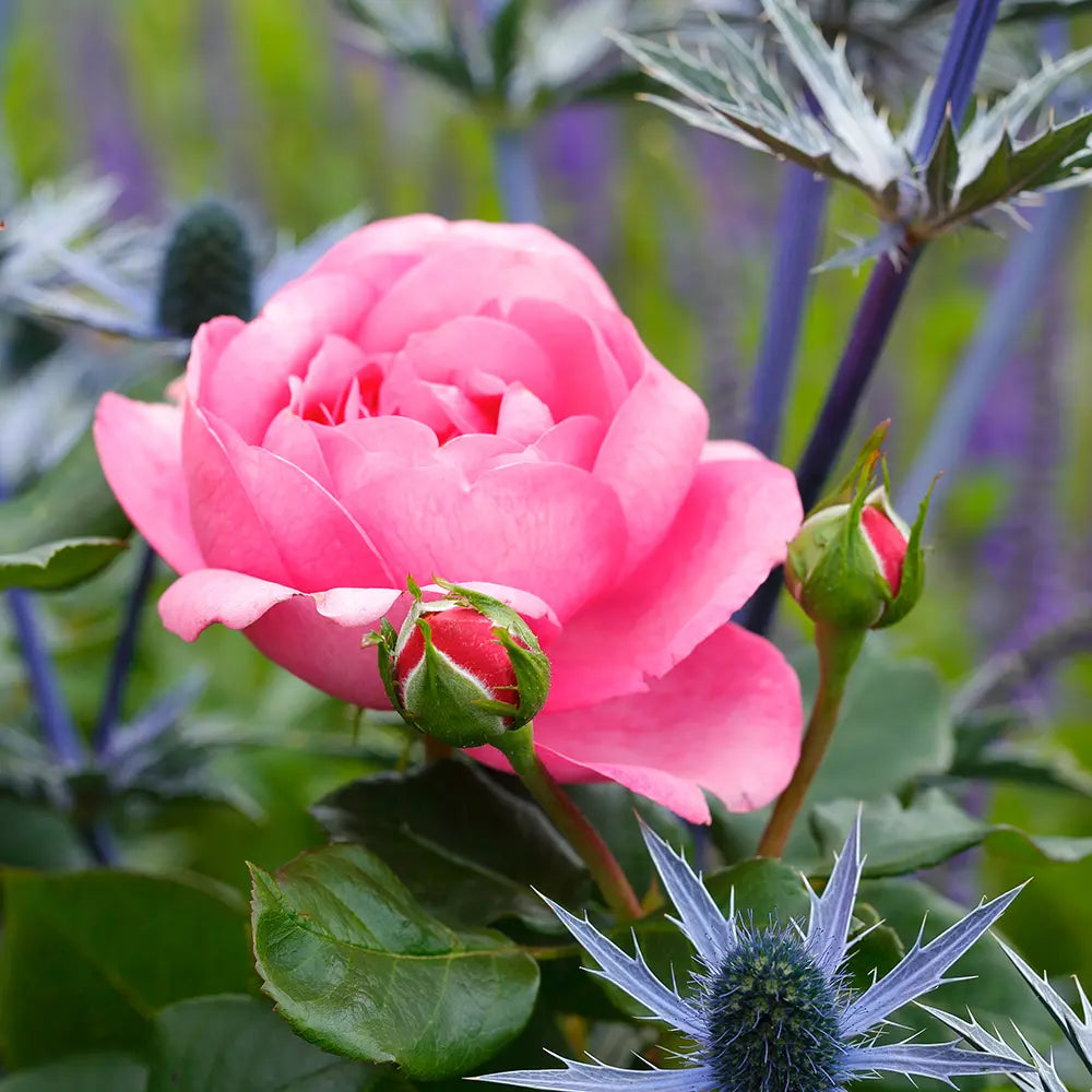 Trandafir Teahibrid roz Desiree, cu parfum intens, inflorire repetata si multiplu premiat