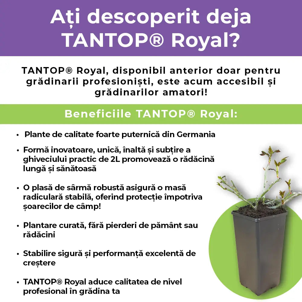 Trandafir Tufa Rosa Rugosa F.J.Grootendorst, cu flori rosii si parfum zimtat