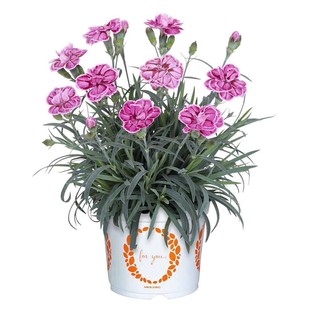 Garofita (Dianthus) Strawberry Eyes, perena cu flori bicolore roz-rosu parfumate intens
