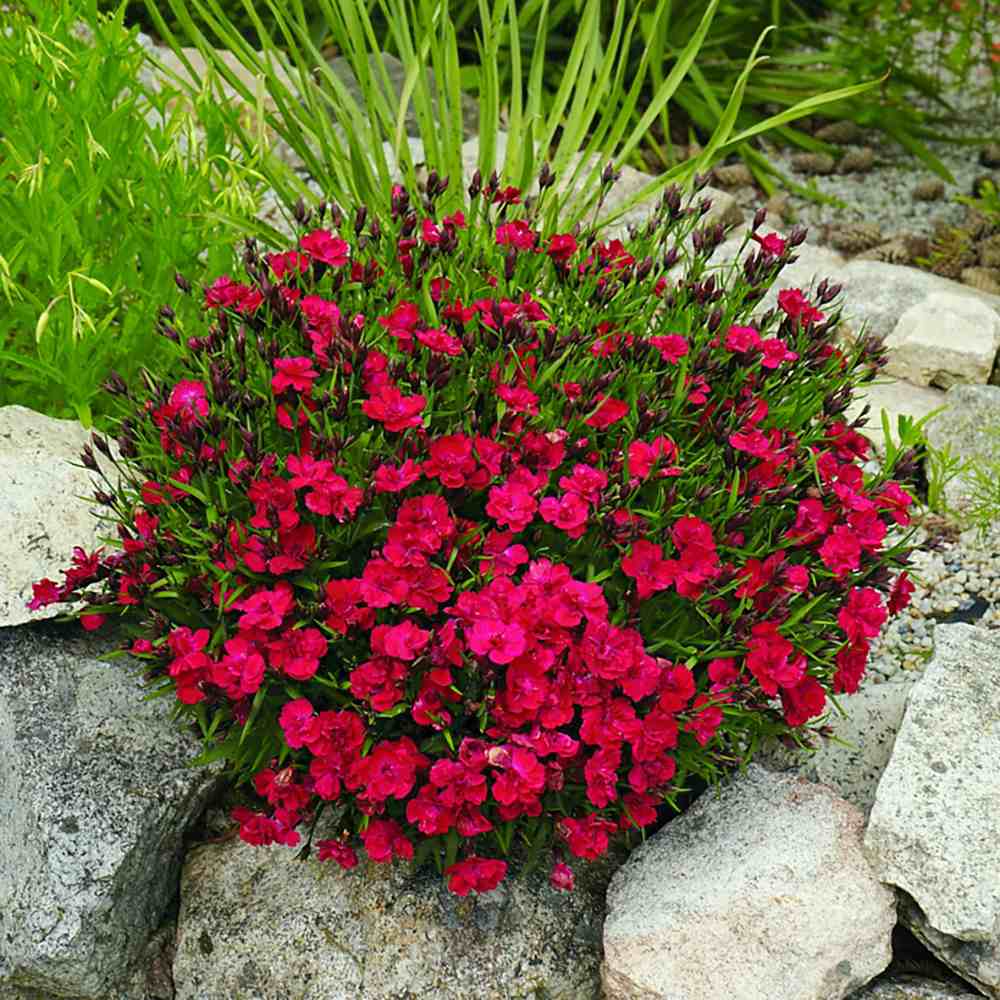 Garofita Tiiu (Dianthus), cu flori magenta intens parfumati