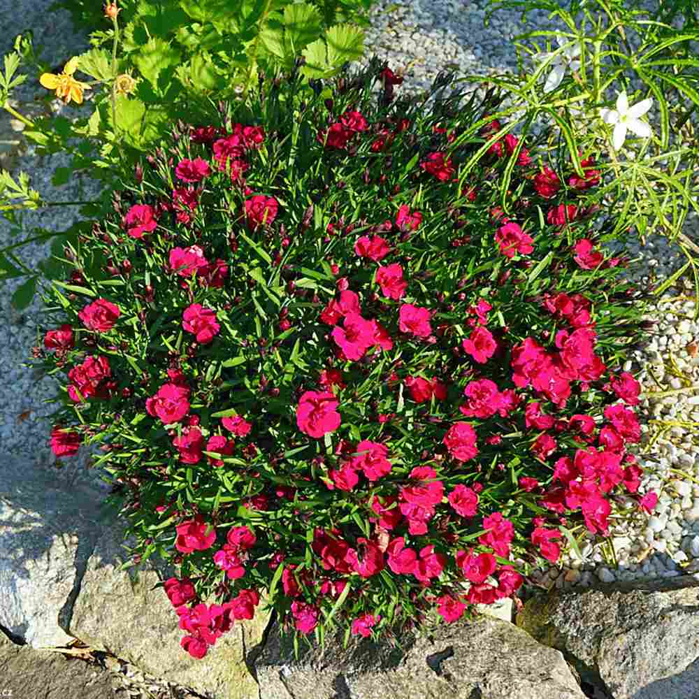 Garofita Tiiu (Dianthus), cu flori magenta intens parfumati