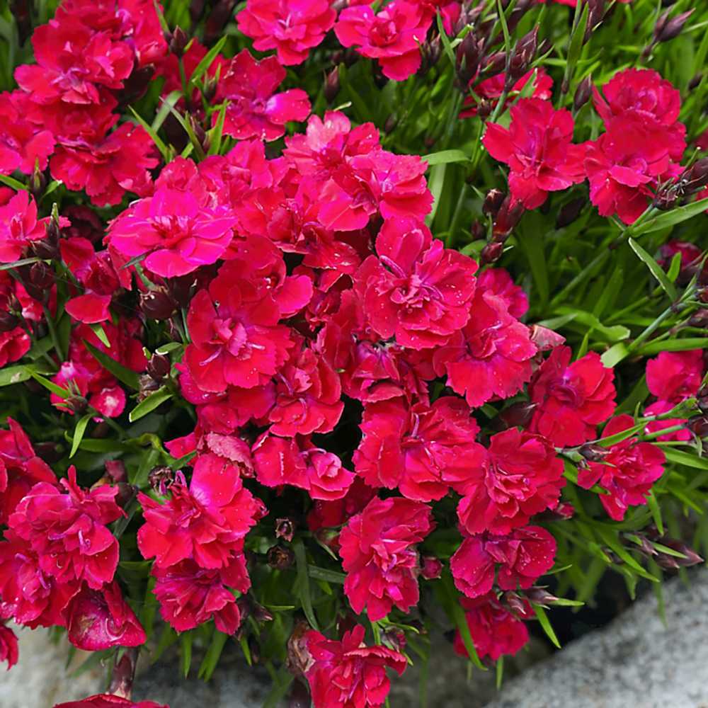 Garofita Tiiu (Dianthus), cu flori magenta intens parfumati