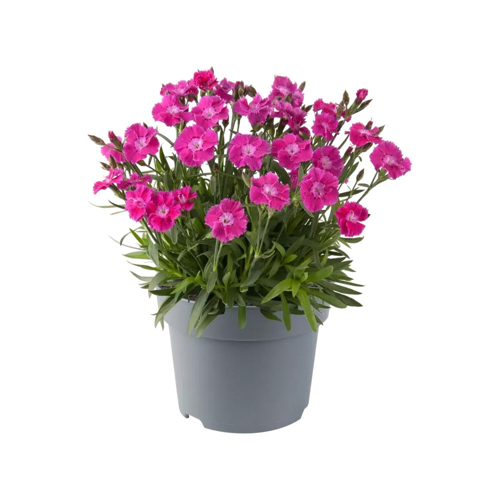 Garofita (Dianthus) Mountain Frost Pink Pompom, planta perena parfumata, flori magenta rezistenta frig