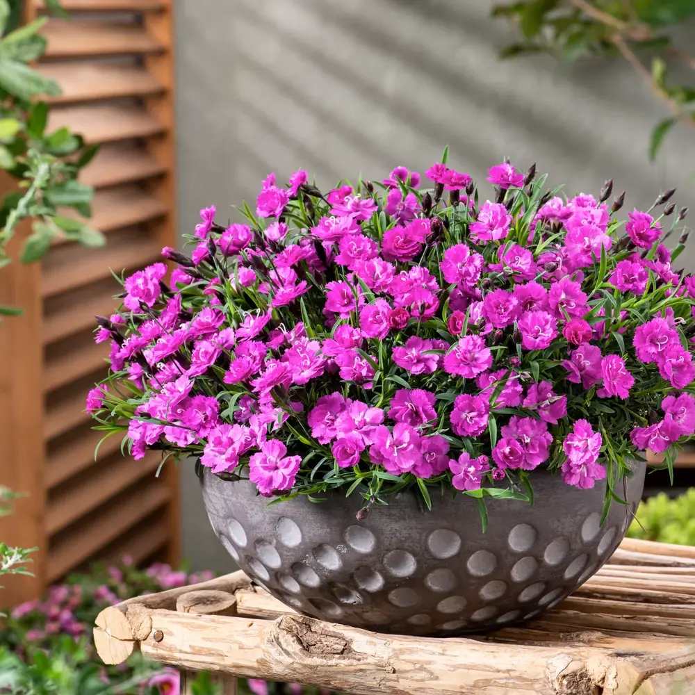 Garofita (Dianthus) Mountain Frost Pink Pompom, planta perena parfumata, flori magenta rezistenta frig