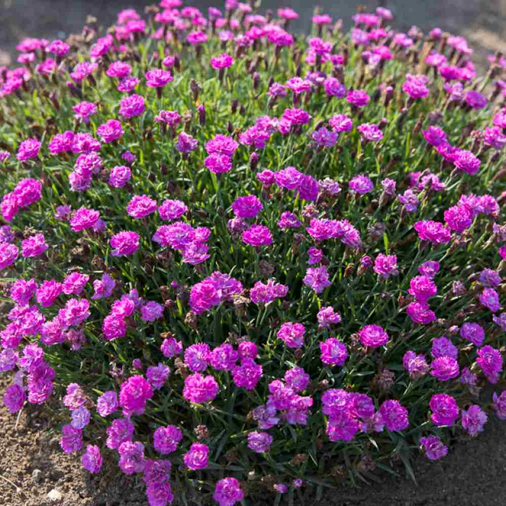 Garofita (Dianthus) Mountain Frost Pink Pompom, planta perena parfumata, flori magenta rezistenta frig