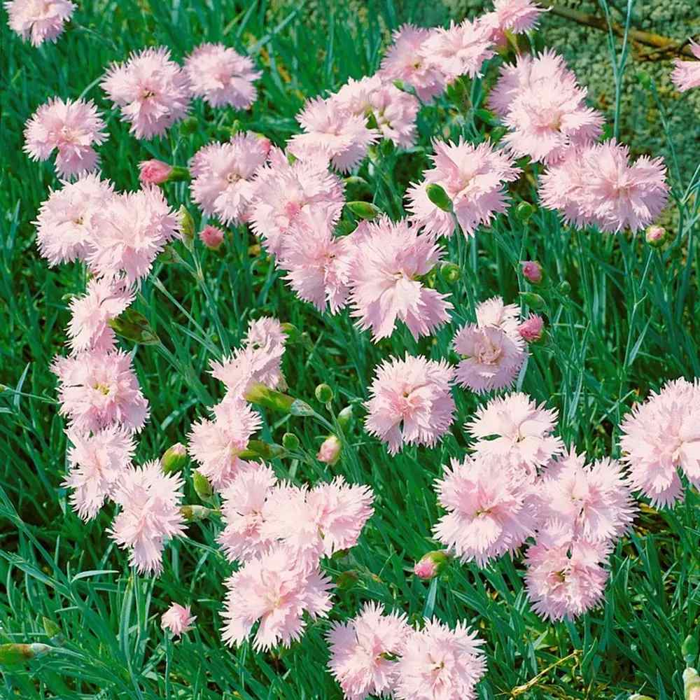 Garofita de Stanca Altrosa, garofita parfumata, perena, rezistenta la frig, flori roz