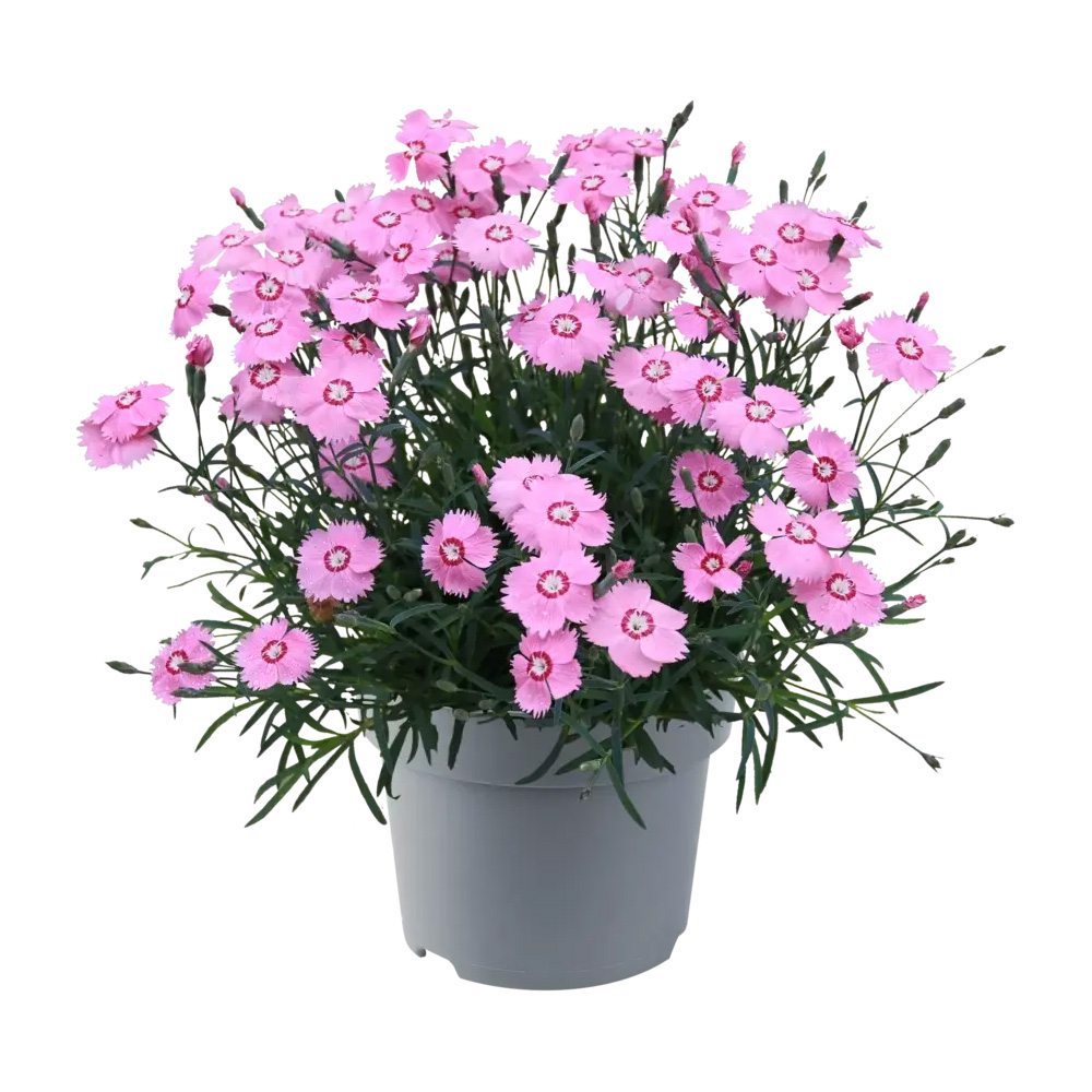 Garofita (Dianthus) Mountain Frost Pink Twinkle, planta perena cu flori roz, parfumata, rezistenta frig