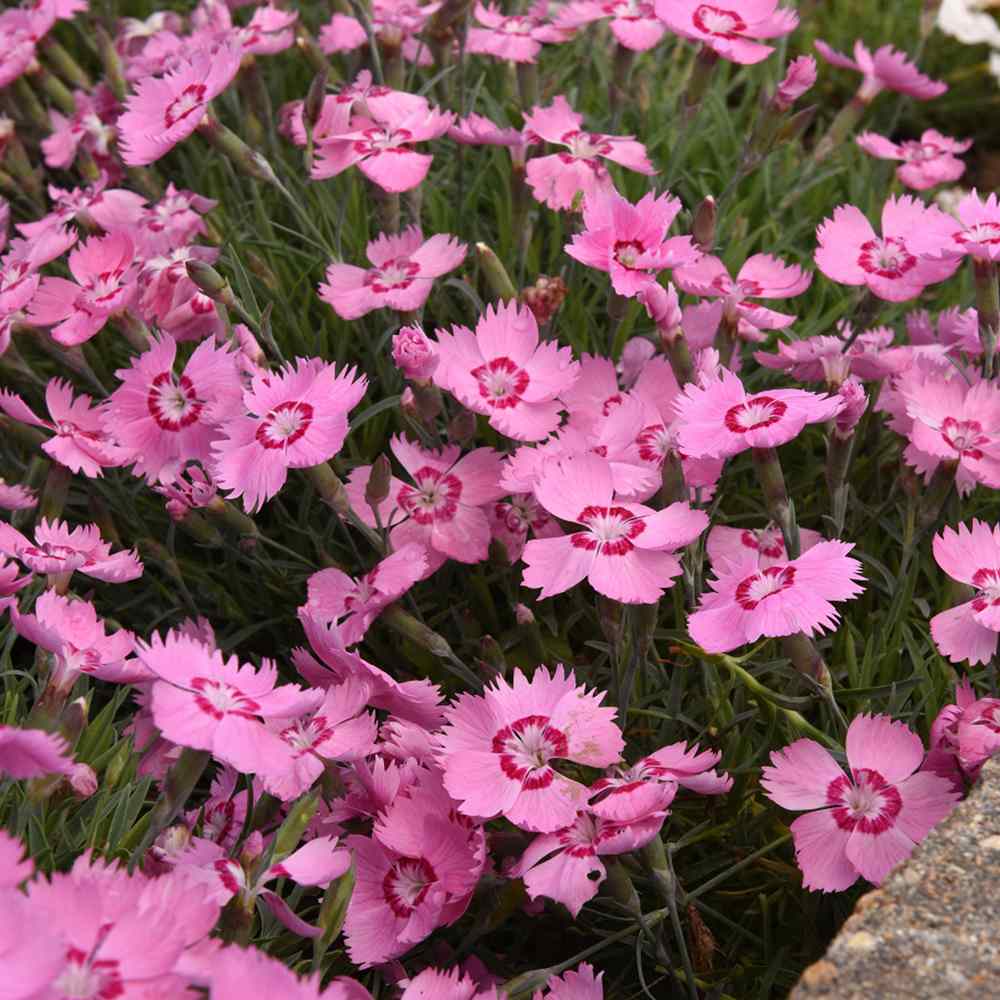 Garofita (Dianthus) Mountain Frost Pink Twinkle, planta perena cu flori roz, parfumata, rezistenta frig