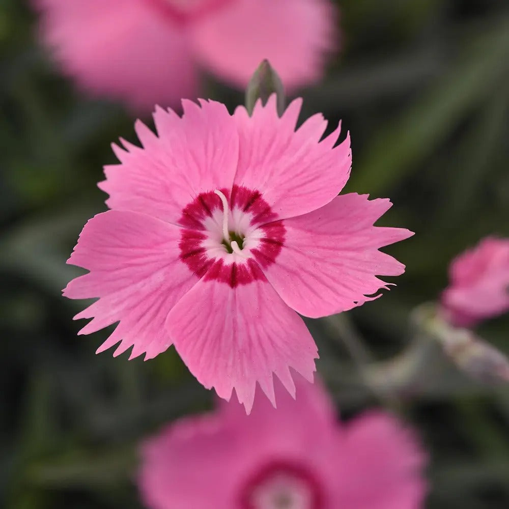 Garofita (Dianthus) Mountain Frost Pink Twinkle, planta perena cu flori roz, parfumata, rezistenta frig