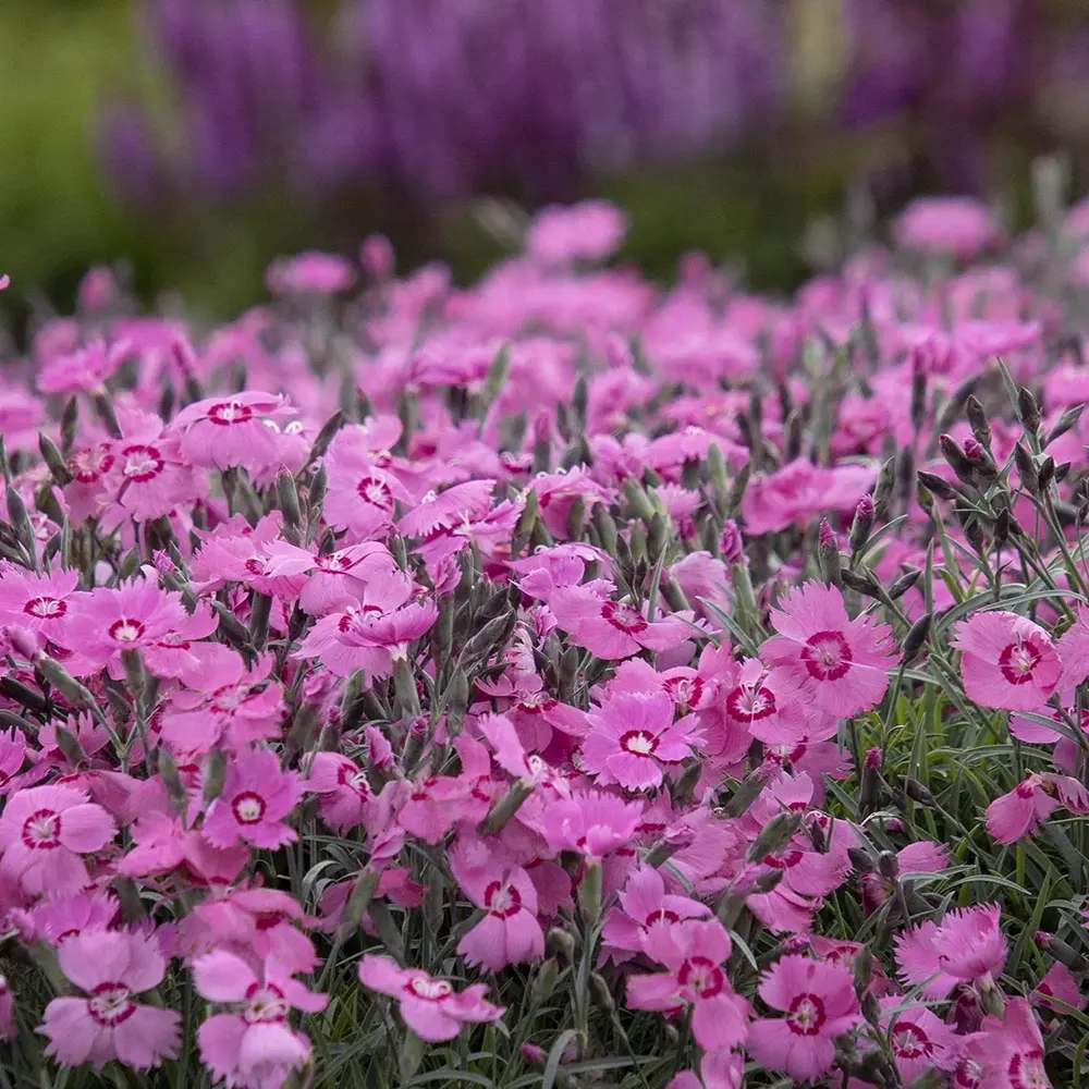 Garofita (Dianthus) Mountain Frost Pink Twinkle, planta perena cu flori roz, parfumata, rezistenta frig