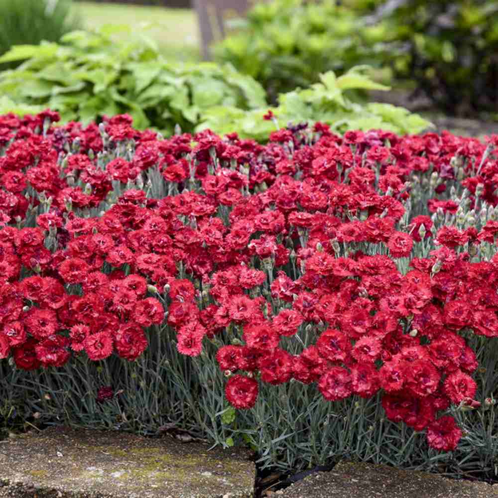 Garofita (Dianthus) Firestar, cu flori rosu, parfumata, inflorire continua vara-toamna