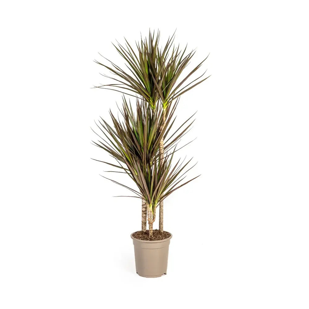 Dracaena marginata Magenta, 80 cm, 1/2 Tulpini, planta de apartament decorativa usor de ingrijit