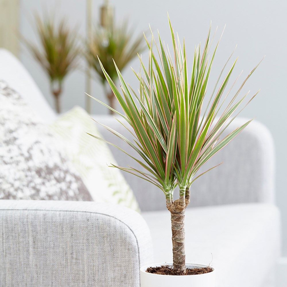 Trunchiul Fericirii (Dracena) Bicolor, 45 cm, planta de interior cu frunze verzi si margini roz