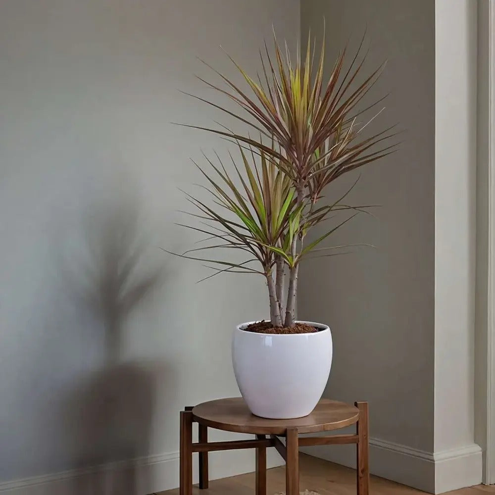 Dracaena marginata Magenta, 80 cm, 1/2 Tulpini, planta de apartament decorativa usor de ingrijit