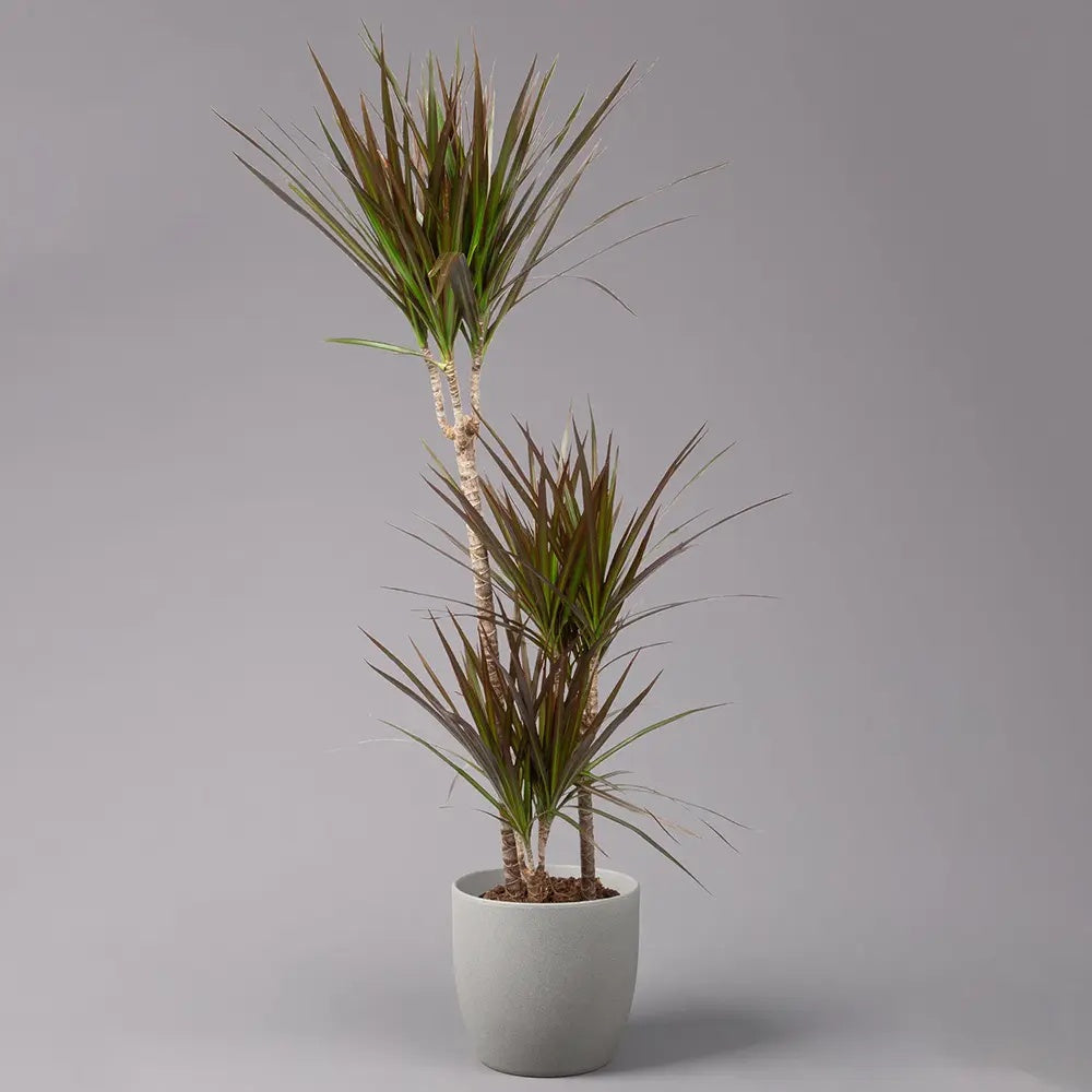 Dracaena marginata Magenta, 80 cm, 1/2 Tulpini, planta de apartament decorativa usor de ingrijit