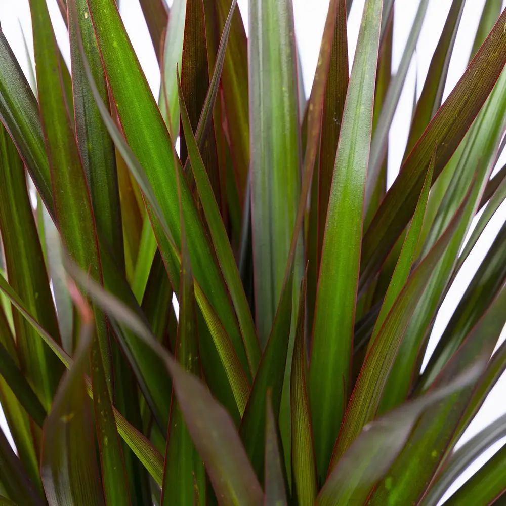 Dracaena marginata Magenta, 80 cm, 1/2 Tulpini, planta de apartament decorativa usor de ingrijit